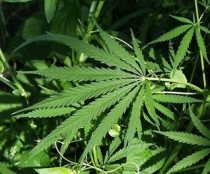 Consumul de marijuana, aprobat de locuitorii unui oraş din SUA