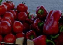 Iniţium şi frica de cancer: Substanţa care a speriat cartofii şi roşiile, omologată în premieră mondială în România