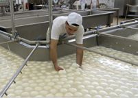Italia. Dioxina şi Mafia ameninţă industria producătoare de mozzarella
