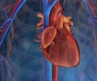 Infarctul, o problemă naţională. În România, mortalitatea cauzată de bolile cardiovasculare este în creştere