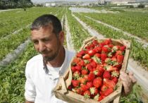 Românii stau din nou la cozi pentru a merge la cules de căpşuni în 2009