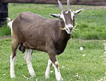 CAPRA