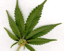 frunza de marijuana