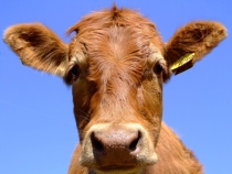 vaca