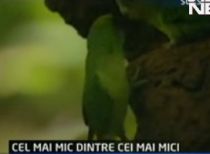 Cel mai mic papagal din lume, filmat pentru prima oară în mediul său natural (VIDEO)