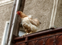 Focar de gripă aviară, descoperit în judeţul Tulcea