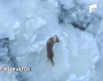 Câine norocos: A fost salvat de pe un bloc de gheaţă ce plutea pe mare (VIDEO)