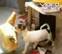 Un căţel aiurit încearcă să violeze o găină - VIDEO