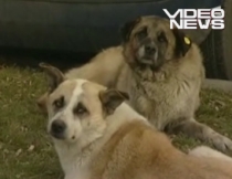 O fetiţă de doi ani din Baia Mare, atacată de o haită de câini (VIDEO)
