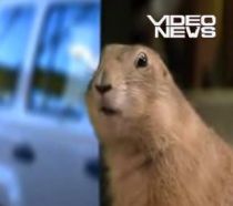 Topul celor mai proaste reclame de la Super Bowl (VIDEO)