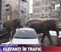 De la circ direct pe stradă. Doi elefanţi au defilat pe un bulevard din Baia Mare (VIDEO)