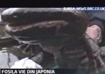 Salamandra uriaşă, cea mai mare specie de amfibie din lume, trăieşte în Japonia (VIDEO)