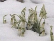 Codul Galben de ninsori a intrat în vigoare: La Miercurea Ciuc au fost -23 de grade. Vezi prognoza meteo