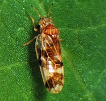 Londra importă o insectă japoneză pentru a combate buruienile