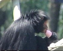 Animale răcorite cu îngheţată şi fructe congelate la o grădină zoologică din Brazilia (VIDEO)