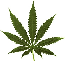 Londra: scandal experţi-guvern pe tema politicii pentru marijuana