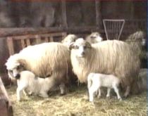 Miei mai puţini din cauza sărbătorilor timpurii (VIDEO)