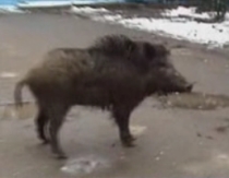 Un ieşean a fost muşcat de un porc mistreţ în spatele casei (VIDEO)