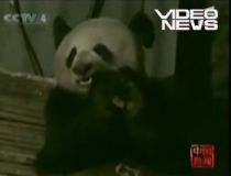 Un urs panda a intrat în curtea unui chinez pentru a căuta mâncare (VIDEO)