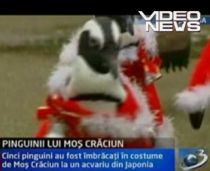 Pinguinii din Japonia vor să fie Moş Crăciun (VIDEO)