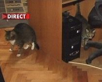 Cluj-Napoca. Cei care cresc mai mult de două animale trebuie să se mute în nordul oraşului (VIDEO)