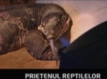 reptila