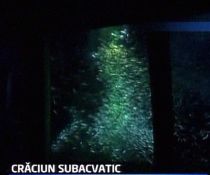 Japonia. Mii de sardine au format un pom de Crăciun, într-un acvariu (VIDEO)