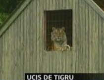 tigru