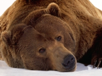 SUA. Un băieţel de 11 ani a împuşcat un urs pentru a-şi proteja surorile mai mici