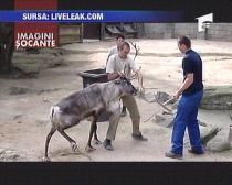 Belgia. Angajaţi ai unei grădini zoologice, trimişi în judecată deoarece au fost prea violenţi cu un ren (VIDEO)