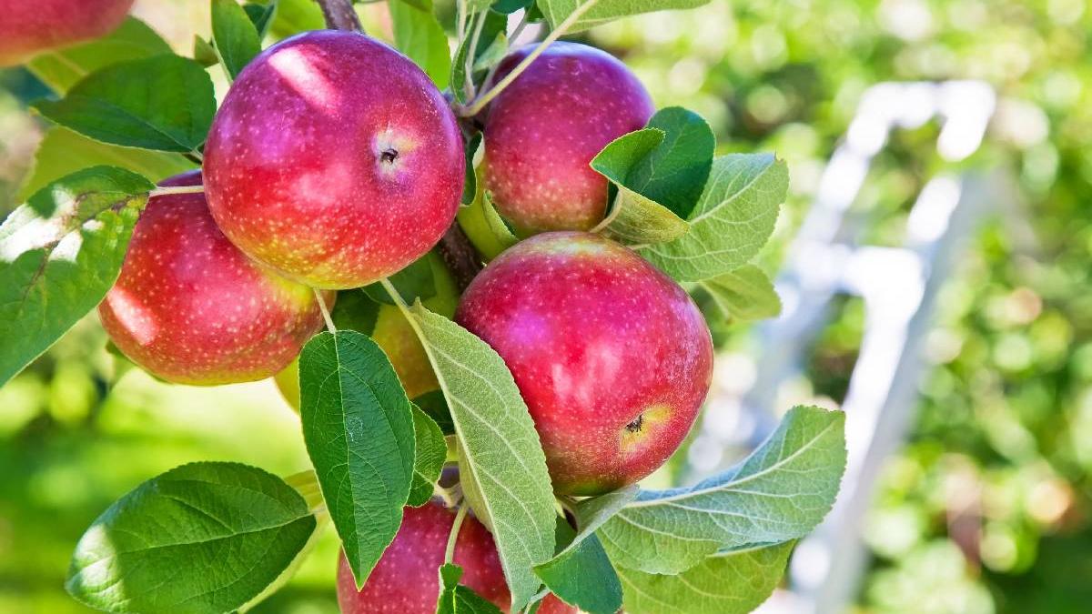 Reguli De Aur Pentru Ngrijirea Pomilor Fructiferi A A Te Vei Bucura