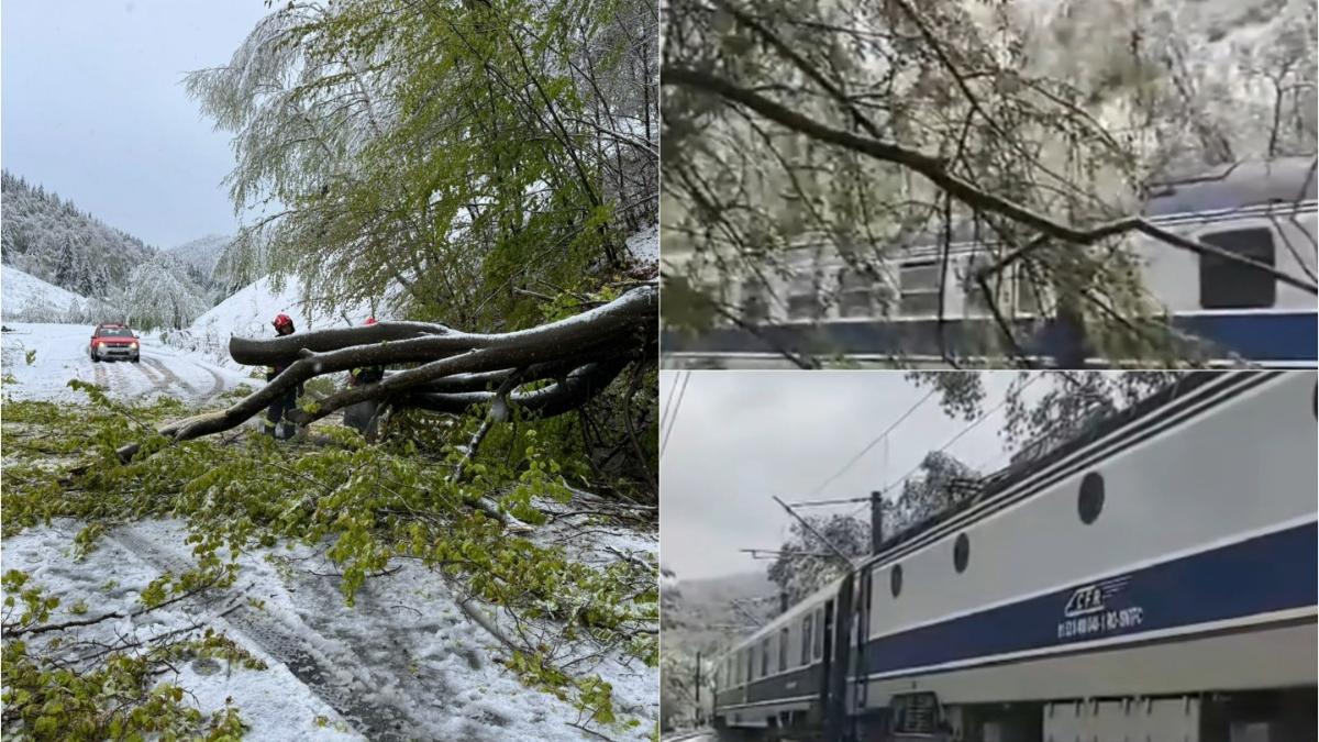 VIDEO Circulaţie feroviară oprită după ce copacii au rupt liniile de