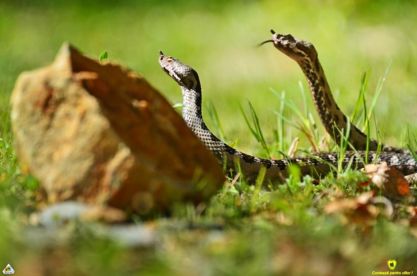 Imagini rare cu masculi de viperă cu corn în Parcul Național Defileul