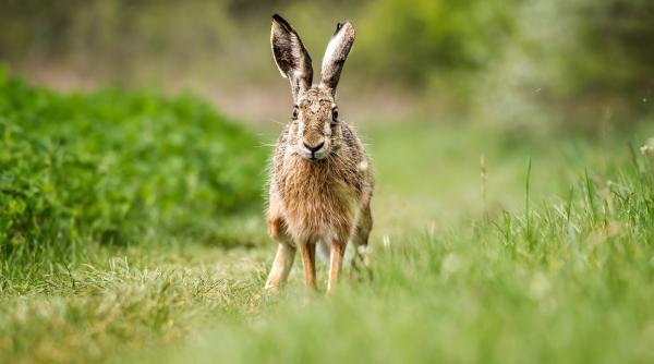 Antena Ce Este Tularemia Sau Febra Iepurelui Boala