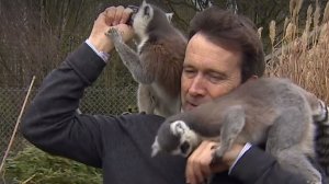 Un reporter BBC a fost ”atacat” de lemurieni. Imaginile fac înconjurul internetului - VIDEO