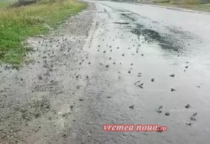 Apariții ciudate pe un drum din județul Vaslui. Șoferii au oprit și au făcut poze: „Sunt cu sutele! N-am văzut în viața mea așa ceva!” (VIDEO)