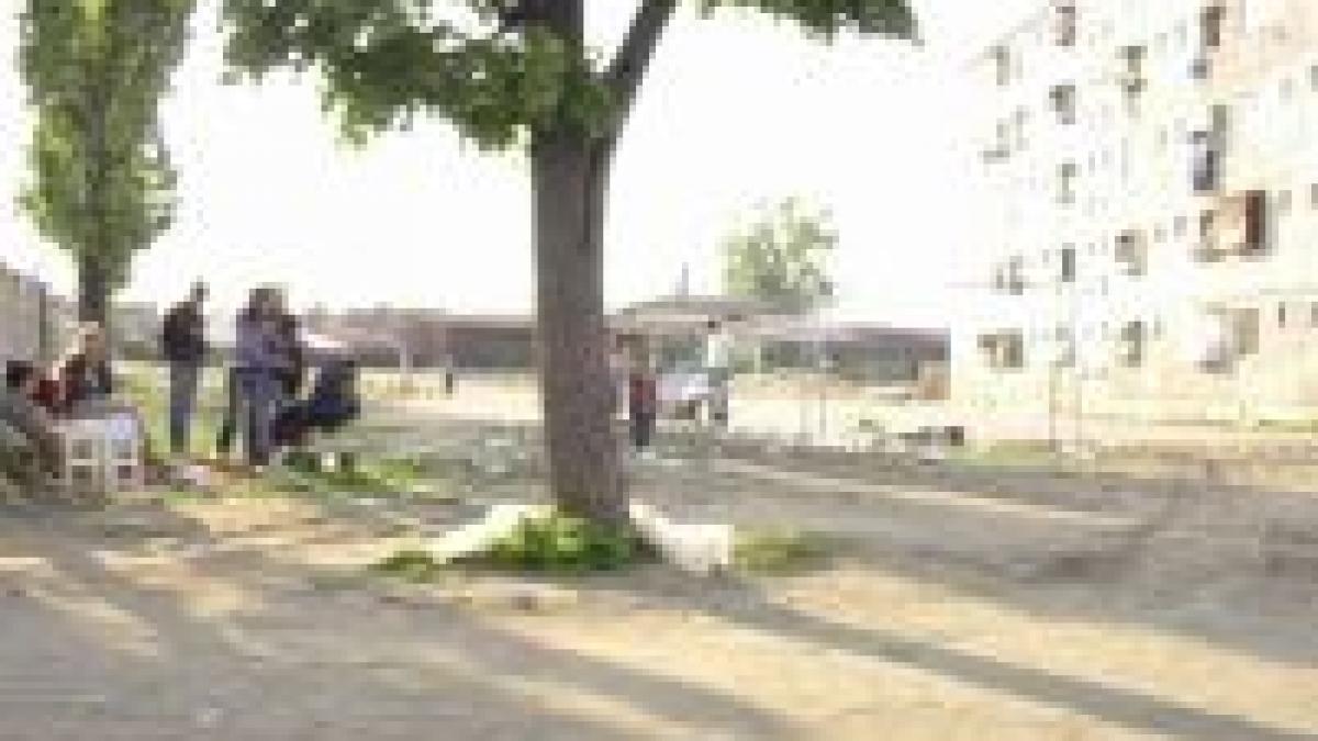 Bucureşti. Înlocuitori de plopi de 250.000 euro
