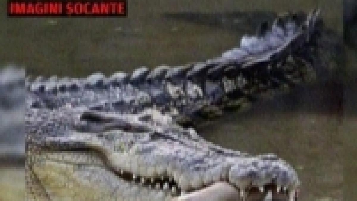 Un crocodil de la Zoo a smuls braţul unui veterinar