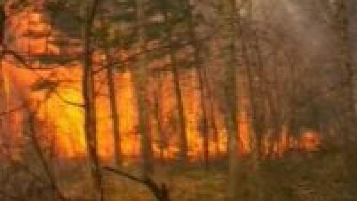 Incendiile provocate distrug pădurile din Apuseni