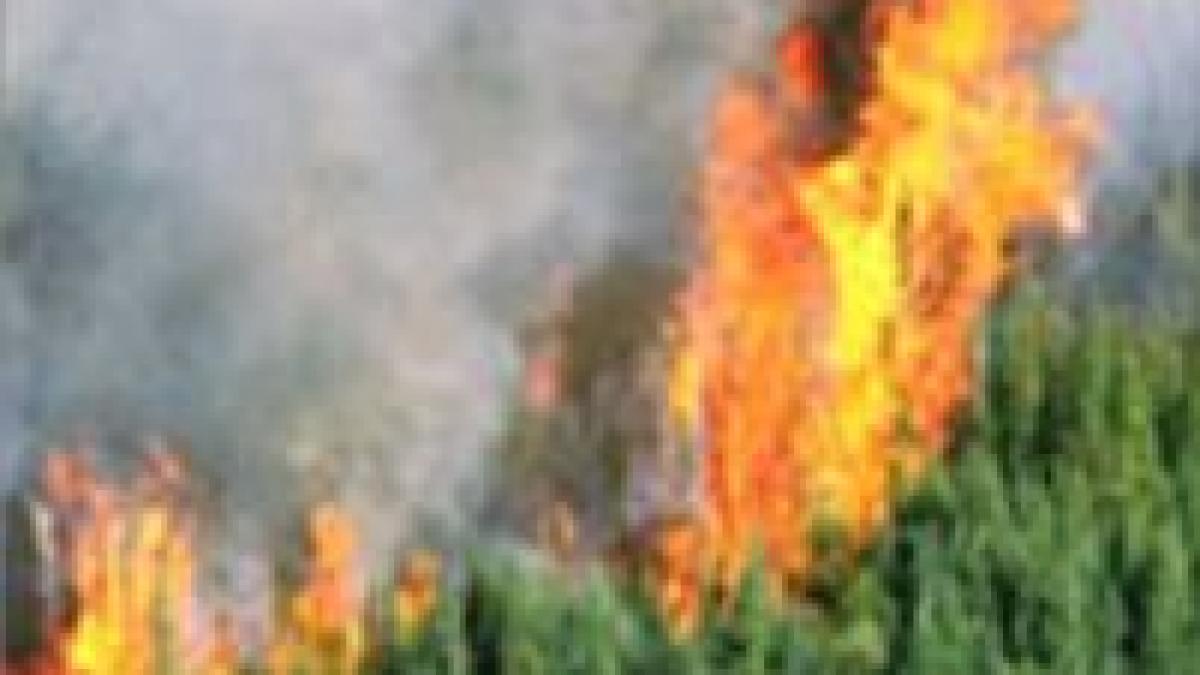 Incendiile de pădure fac ravagii în sudul Greciei 