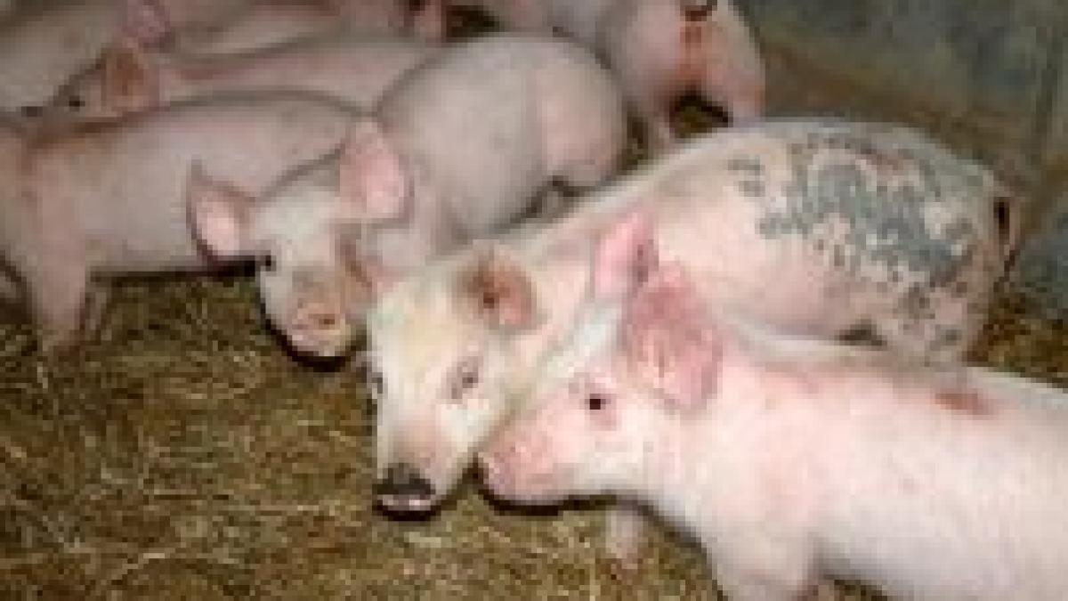 Timiş: 20.000 de porci vor fi sacrificaţi din cauza pestei porcine