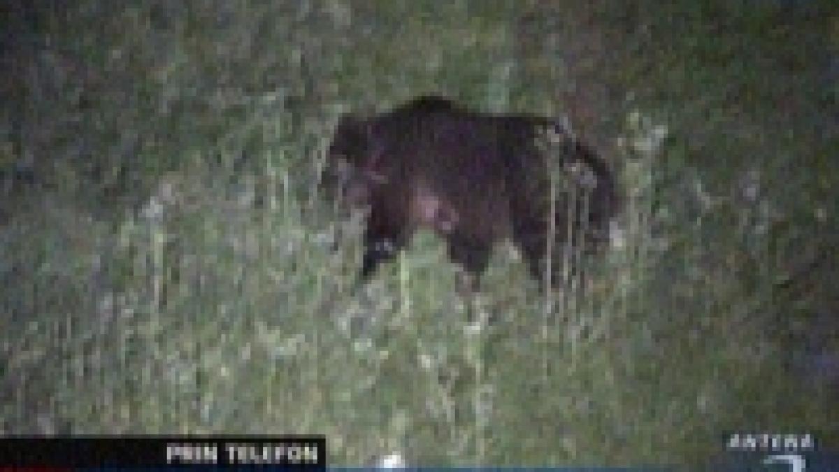 Turistă atacată de un urs lângă Buşteni <font color=red>(VIDEO)</font>