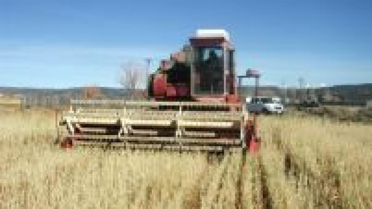 Peste 500 de milione de lei despăgubire la culturile agricole