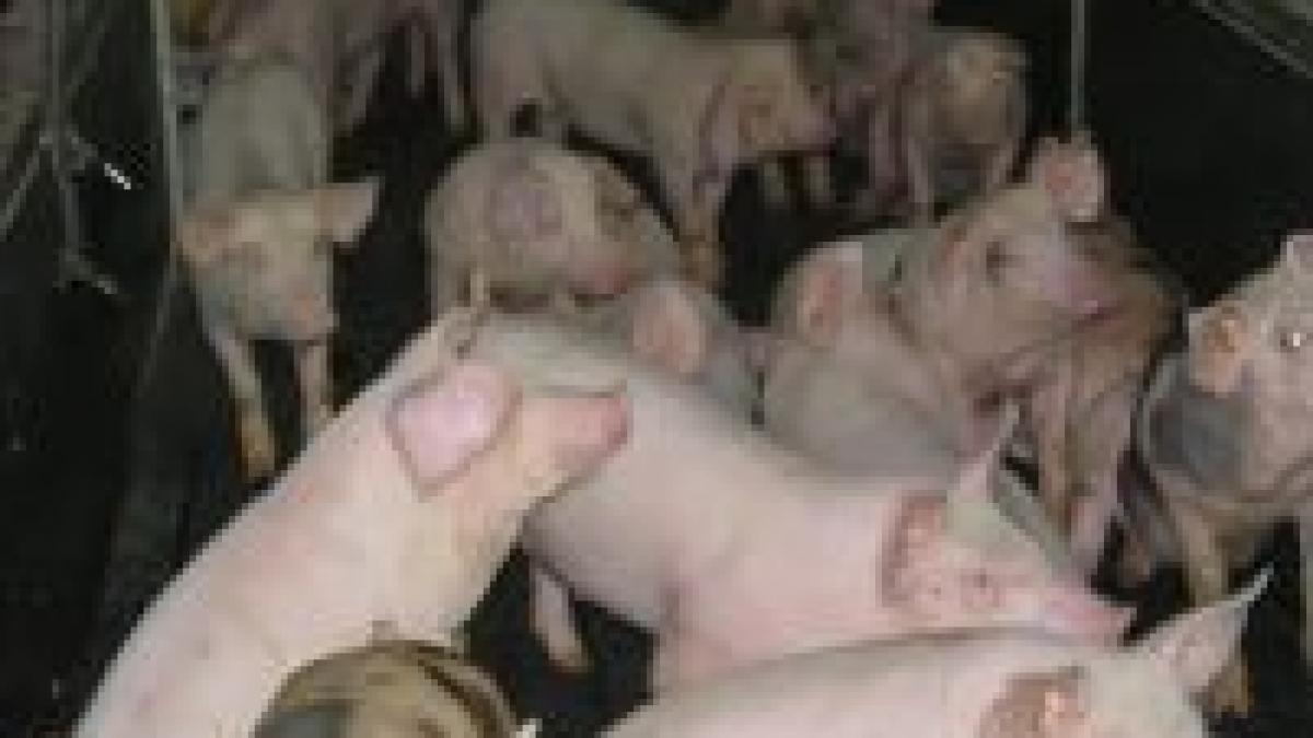 Aproape 40.000 de porci vor fi sacrificaţi în Timiş