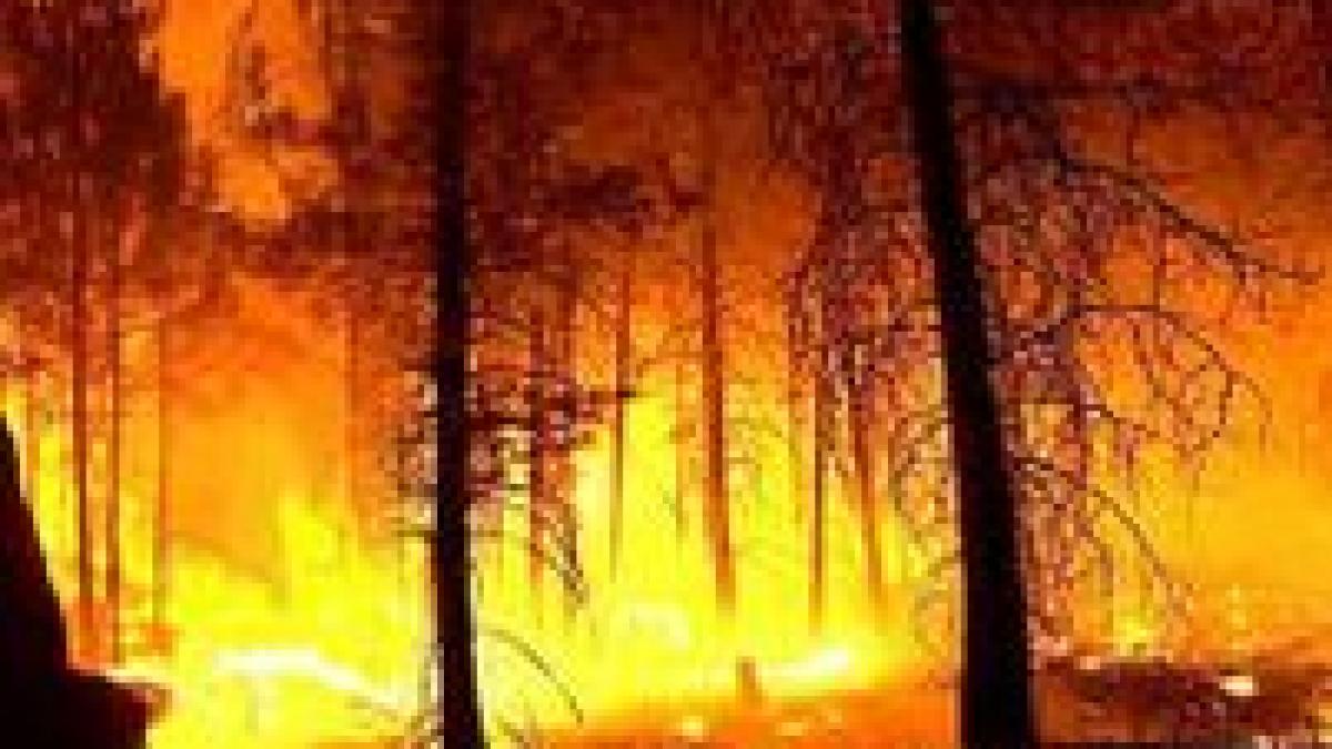 Grecia. Nou incendiu de pădure lângă Atena
