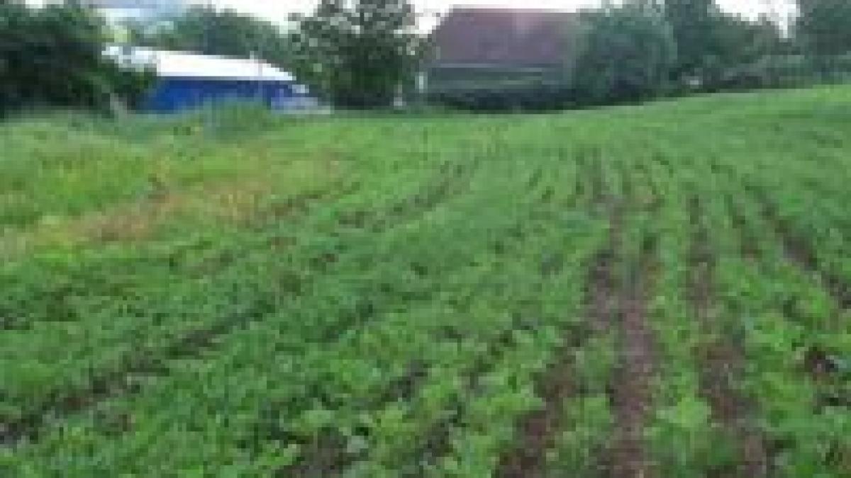 Bihor. 300 de hectare cultivate cu soia modificată genetic