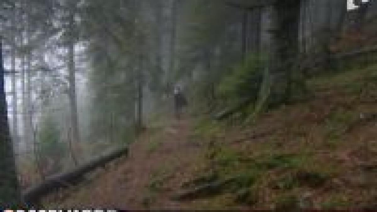 Piatra Craiului. Zeci de hectare de pădure au fost distruse