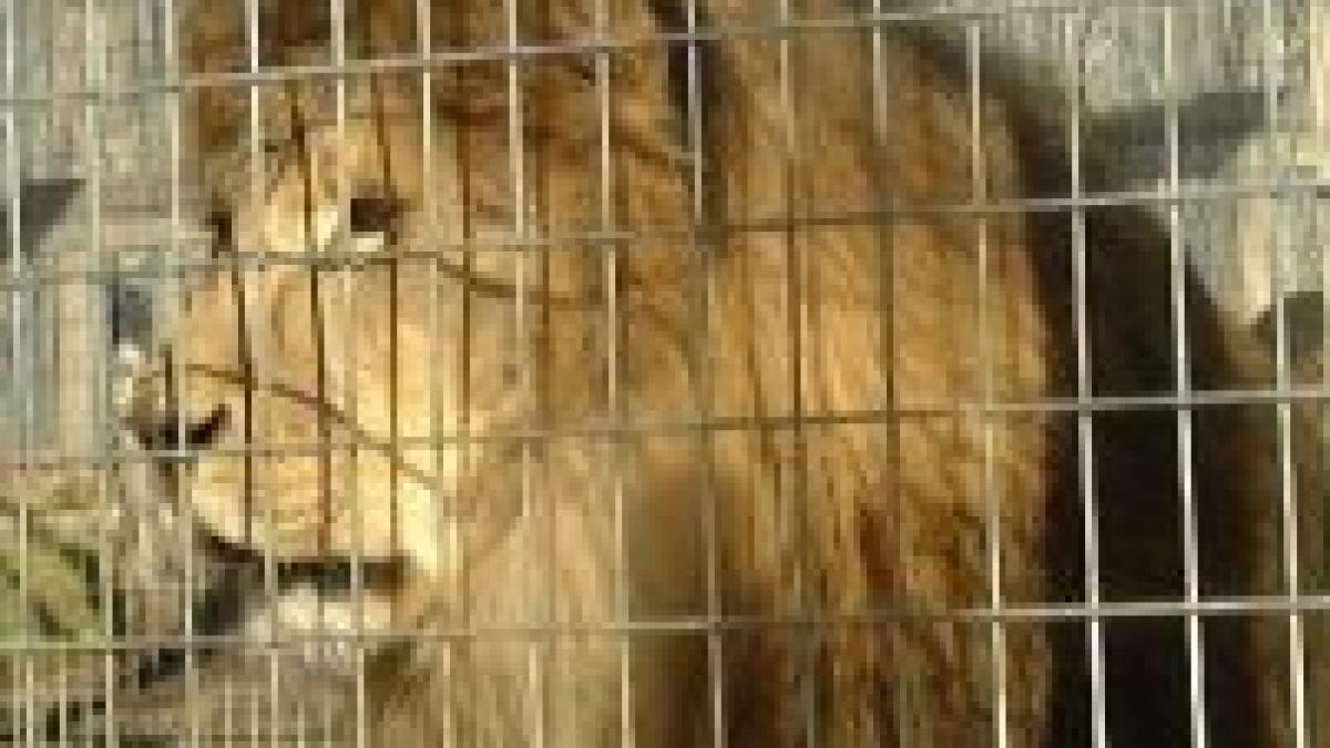 Femeie atacată de lei la Grădina Zoologică din Brăila
