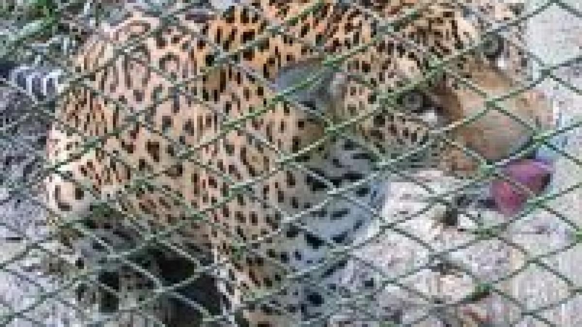 Jaguarul de la Grădina Zoologică din Capitală a fost ucis