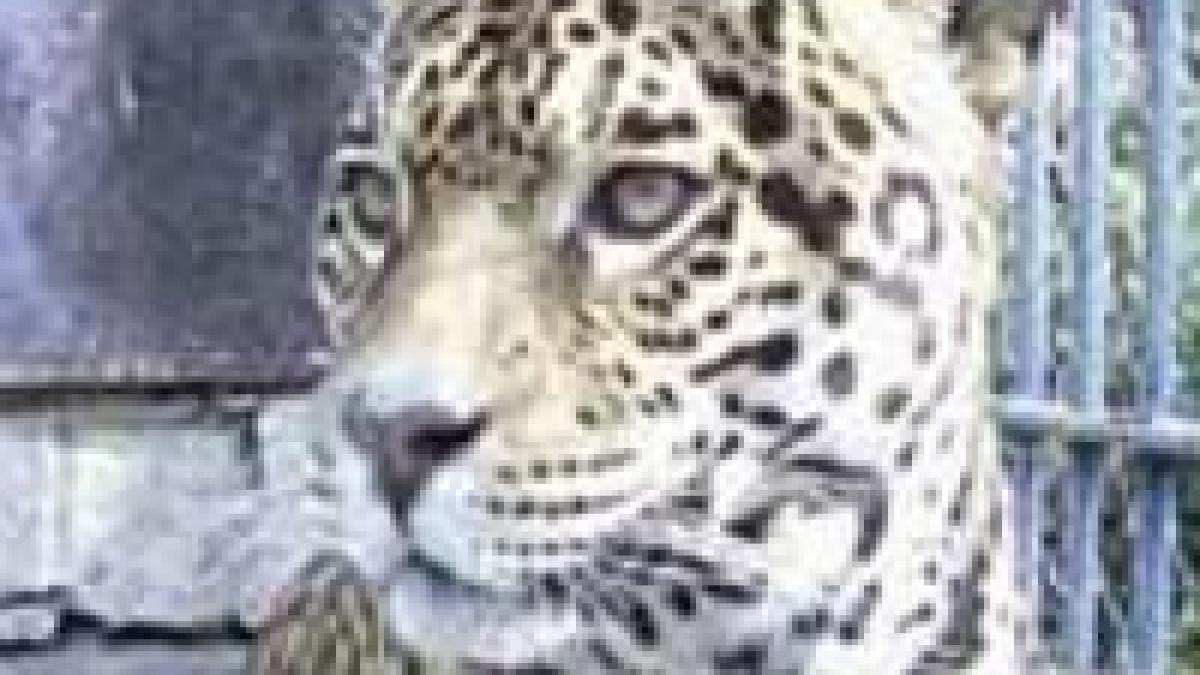 Moartea jaguarului de la Zoo declanşează o anchetă